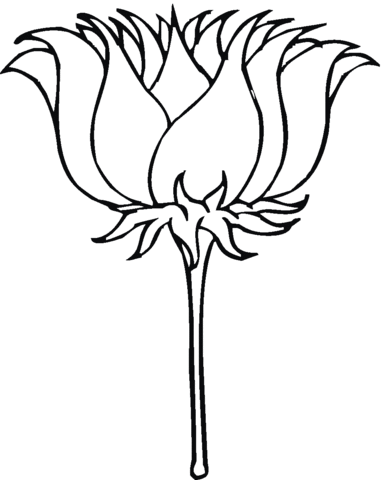 Lotus Blossom Coloring Page